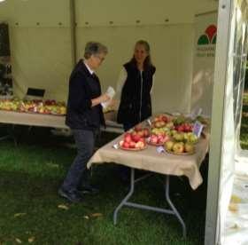 Foto: Inger Hjalmarsson och Linnea Oskarsson Under november planterades tre nya mandatsorter av stenfrukt, tre av päron samt tre av äpple.