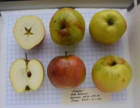 Uppföljning av frukt- och bäruppropet Växtmaterialet i provodlingen utvärderas successivt. Antalet provodlade och ympade fruktsorter uppgår till 160.