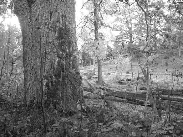RESULTAT OCH ERFARENHETER FRÅN PROJEKT ÖSTRA VÄTTERNBRANTEN 17 Nyckelbiotopsinventering i skog Att nya nyckelbiotoper i så stor utsträckning upptäcktes i samband med avverkningsanmälningar var