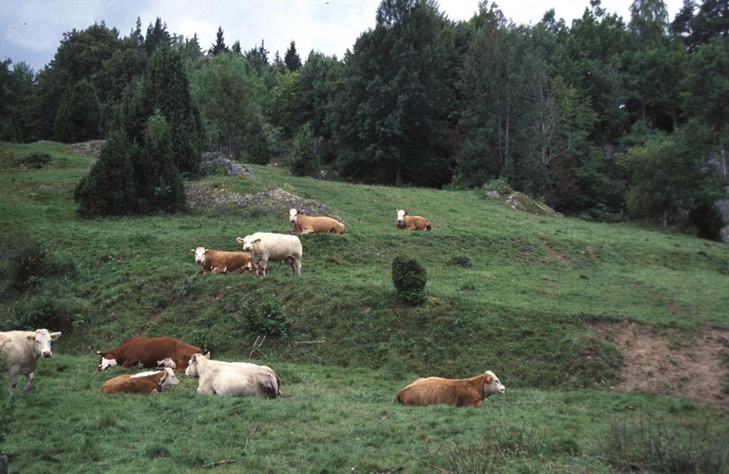 RESULTAT OCH ERFARENHETER FRÅN PROJEKT ÖSTRA VÄTTERNBRANTEN 29 Naturvårdare tar paus. Ölands by. Foto Peter Jonsson. Att bibehålla och öka antalet betande djur är alltså centralt på många sätt.