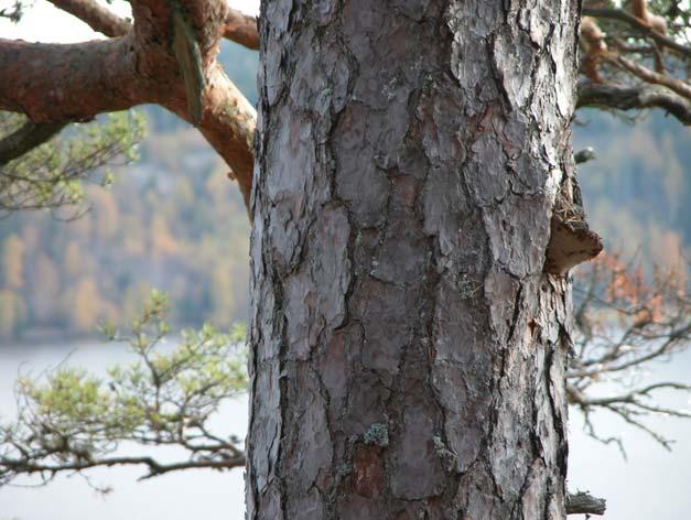 30 RESULTAT OCH ERFARENHETER FRÅN PROJEKT ÖSTRA VÄTTERNBRANTEN Tallticka i Uvabergen, Tenhult. Området är ett av få områden i Vätterbranterna som ägs av Sveaskog. Foto Peter Jonsson.