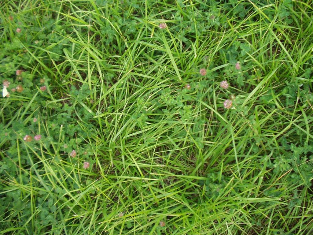rajgräs 2:a skörd