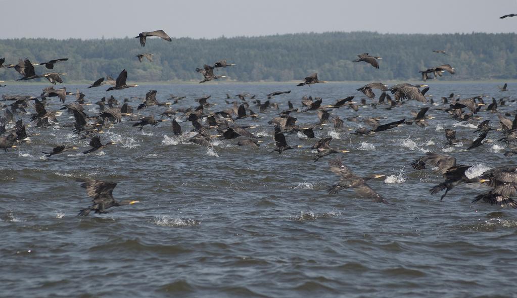 Aqua reports 2014:10 Mellanskarven i Roxen Förändringar i fisksamhället och
