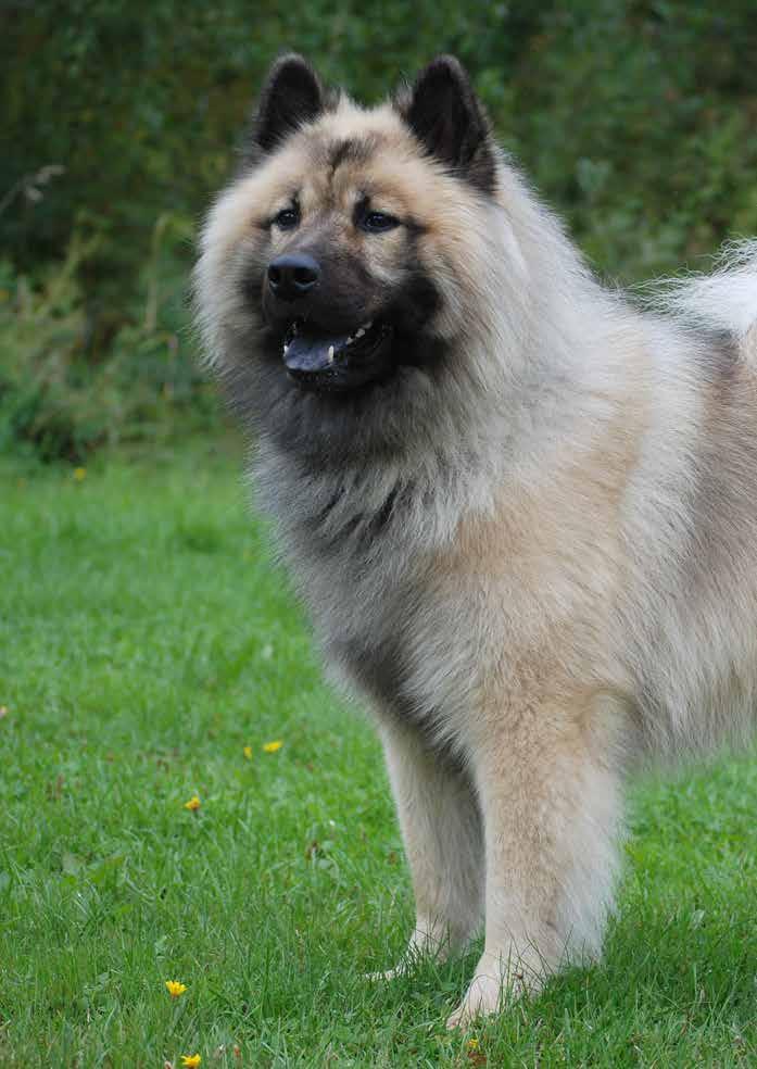 SE UCH Leiionspitz X-tra Xanthos Hemmagjort hundgodis Torkad blodpudding 1.