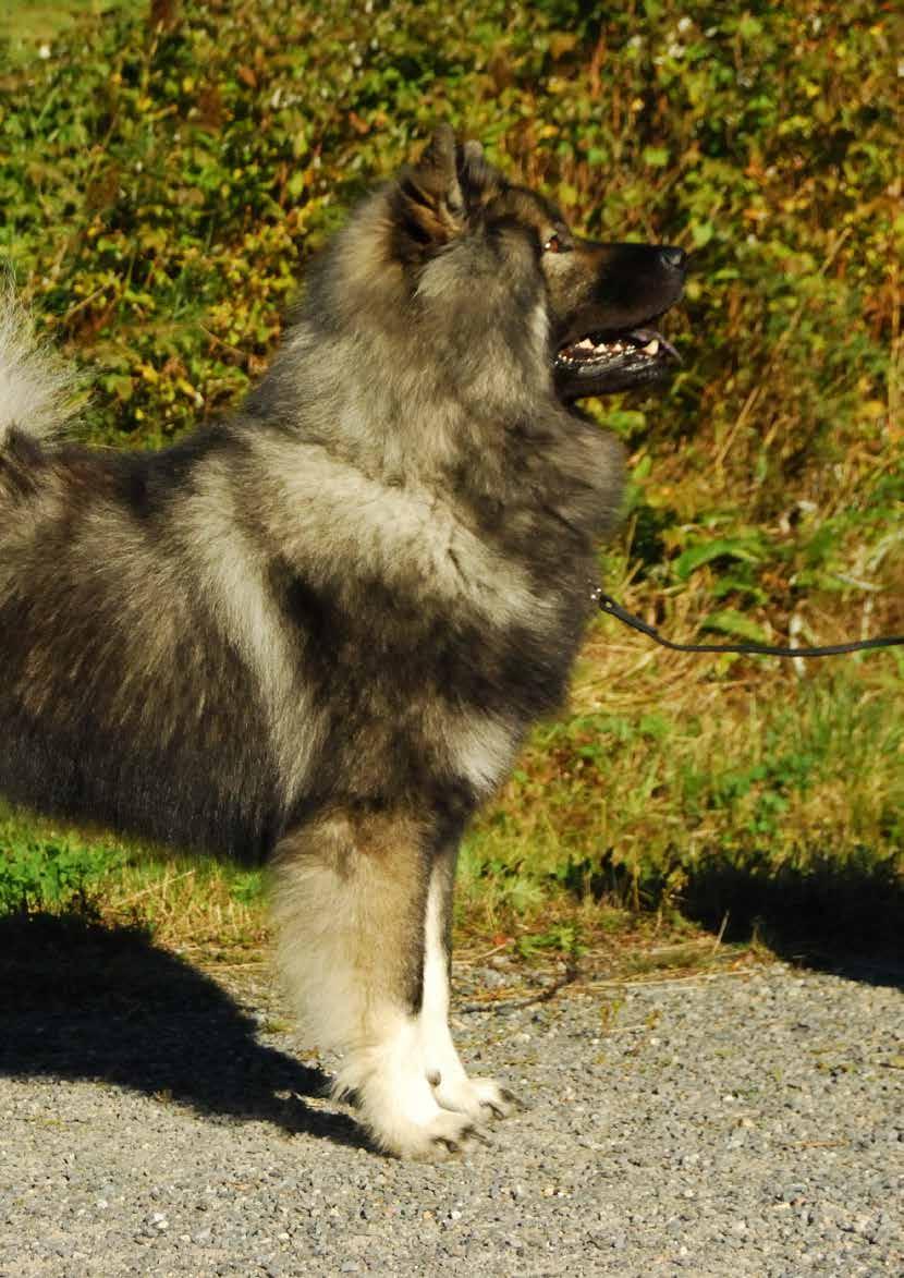 Årets utställningseurasier 2016 Årets arbetande eurasier 2016 Under året som gått har SKK:s länsklubbar anordnat sammanlagt 39 utställningar över hela Sverige.