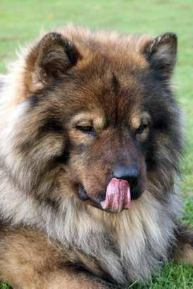 UCH Leiionspitz Amazing Zaviera SE23793/2014 Ny titel: RLD N Zappa finns inte mer, vid min sida... Sund Stams golden Galvano 20070520-20160328 Jag vill berätta lite om min älskade Zappa.