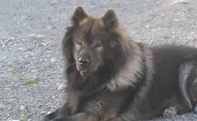 samma på de generella avelsrekommendationer som brukar tillämpas vid okänd nedärvning, d v s uteslut sjuka hundar ur avel, undvik parningskombination som gett sjuk avkomma, och iaktta försiktighet