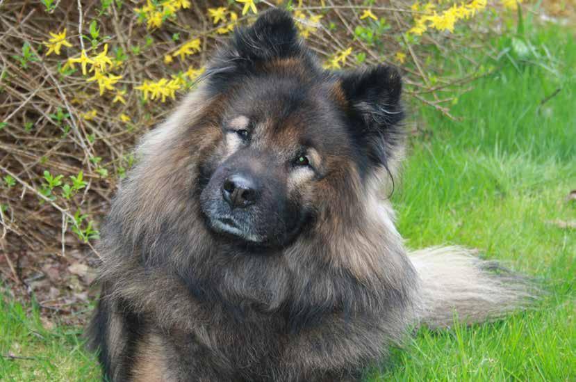 Min eurasier Läsarnas egna bilder SEUCH RLD N Foxfire Xander Foto: Christer Pettersson Personlighet: Xan är en social kille som aldrig verkar bli vuxen.