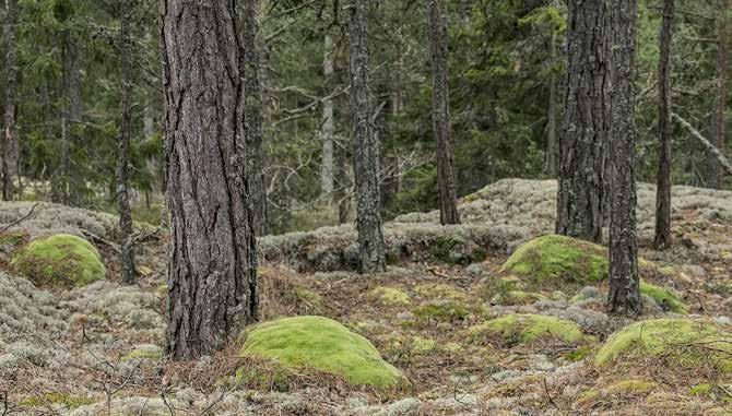 Mossor Blåmossa Leucobryum glaucum art- och habitat signalart Skyddad enligt Art- och habitatdirektivet Signalart Skogsstyrelsens signalartsbedömning Skogsstyrelsen skriver: Mycket stora kuddar,