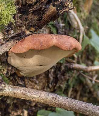 Svampar Oxtungssvamp Fistulina hepatica rödlistad nära hotad signalart Är rödlistad av ArtDatabanken och klassad som nära hotad (NT) Signalart Artdatabankens hotbedömning 2015 Total population i