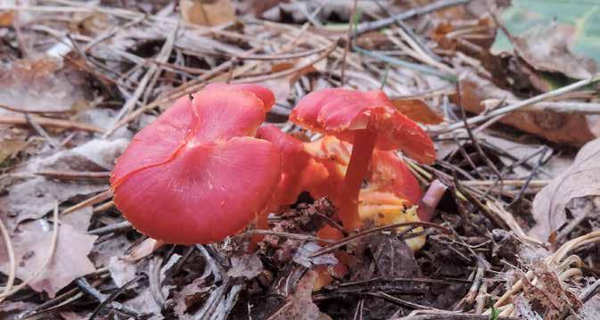 Svampar Blodvaxskivling Hygrocybe coccinea signalart Signalart Skogsstyrelsens signalartsbedömning Blodvaxskivlingen hör till släktet hagvaxskivlingar.