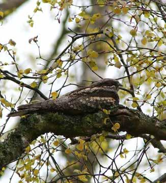 Fåglar Nattskärra Caprimulgus europaeus fågeldirektiv BERN prioriterad fågelart Skyddad enligt Fågeldirektivet Skyddad enligt Bernen Fridlyst i hela landet Prioriterad fågelart Artdatabankens