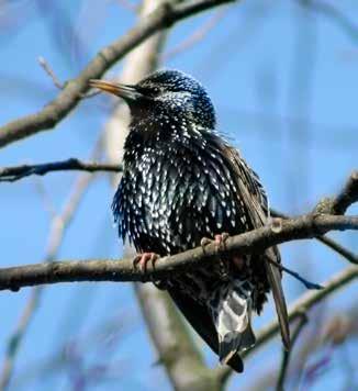 Fåglar Stare Sturnus vulgaris rödlistad sårbar fågeldirektiv prioriterad fågelart Är rödlistad av ArtDatabanken och klassad som sårbar (VU) Skyddad enligt Fågeldirektivet Fridlyst i hela landet