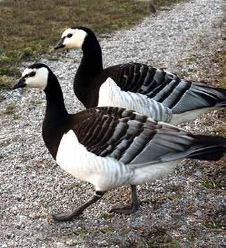 Fåglar Vitkindad gås Branta leucopsis fågeldirektiv BERN FN BONN FN AEWA Skyddad enligt Fågeldirektivet Skyddad enligt Bernen Skyddad enligt Bonnen Skyddad enligt AEWA-avtalet Fridlyst i hela landet