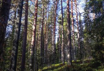 Skog i Vilhelmina Vilhelmina Lövliden 1:69 Skogsskiften till salu i Lövliden, bara några kilometer norr om Vilhelmina.