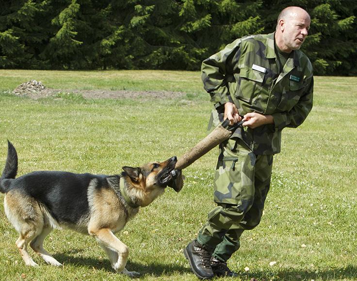 Utbildningen går du tillsammans med din hund.