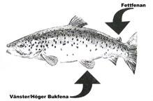Under Vid fiske laxsäsong sänke får max under 15 perioden stycken 20/5 laxfiskar - 15/8 får tillvaratas endast enkelkrok (20/5-15/8, användas, max 3 per undantag dag).