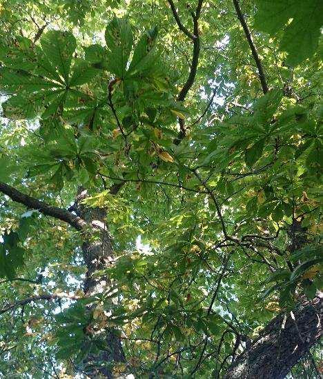 Naturmarken i sluttningen vid Karlsbodavägen är mer värdefull ur ekologisk synvinkel, men de flesta av träden är relativt unga och är troligen sly som vuxit upp till träd idag, se bilder nedan.