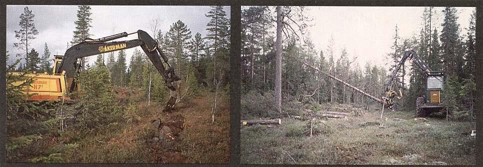 Dessutom lade maskinen upp en meterbred jordsträng mot angränsande skog. Det kostade ca 2,70 kr per löpmeter att anlägga brandgata med denna metod. 2. Alternativ fällning, som gav en 16 meter risfri brandgata redan vid avverkningen.