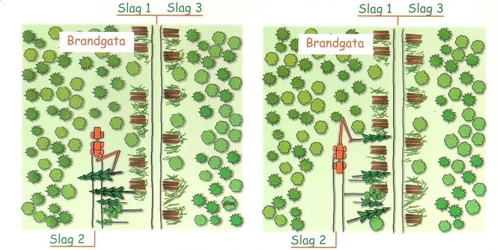 De fyra studieleden lalla led skapades en risfri brandgata. Innanför den lämnades fröträd, motsvarande 40 träd per hektar. Studieled A.