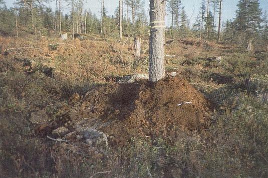Skydd av fröträd genom jordslagning Fröträd lever farligt vid hyggesbränning I många fall vill man lämna fröträd vid en hyggesbränning.
