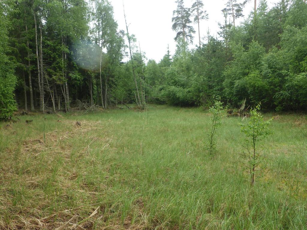 11 Område 4 0,15 ha Dödiskärr Klass 4, Visst naturvärde Naturvärdesbedömning Området har ett visst biotopvärde då det är en öppen våtmark dominerad av våtmarksvegetation.