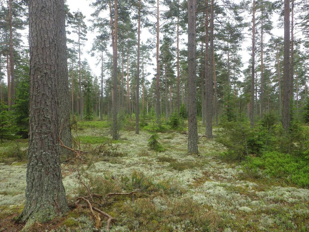 7 Område 1 11,1 ha Tallmo Klass 4, Visst naturvärde? Naturvärdesbedömning Området har ett visst biotopvärde då det rör sig om en naturtyp som minskar i utbredning i sin typiska form.