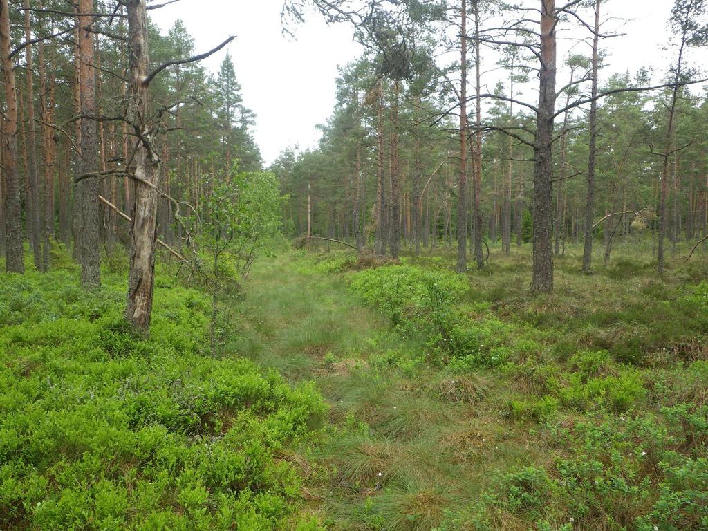 9 Område 2 2,2 ha Tallrismosse Klass 4, Visst naturvärde Naturvärdesbedömning Området har ett visst biotopvärde då det handlar om en våtmark med en del kvalitéer bevarade i form av våtmarksvegetation.