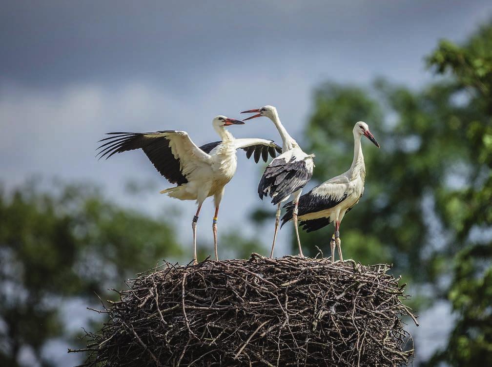 Storken i Skåne 2016 Petter Albinson 2016 blev ett nytt rekordår för Storkprojektet.