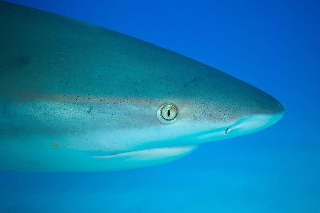 DITT BAHAMAS-ÄVENTYR DAG FÖR DAG Onsdag 13 februari Vi rekommenderar ae du anländer Ill Florida senast deea datum och bokar in en Ill två näeer på ee hotell i Florida för ae säkra upp mot eventuella