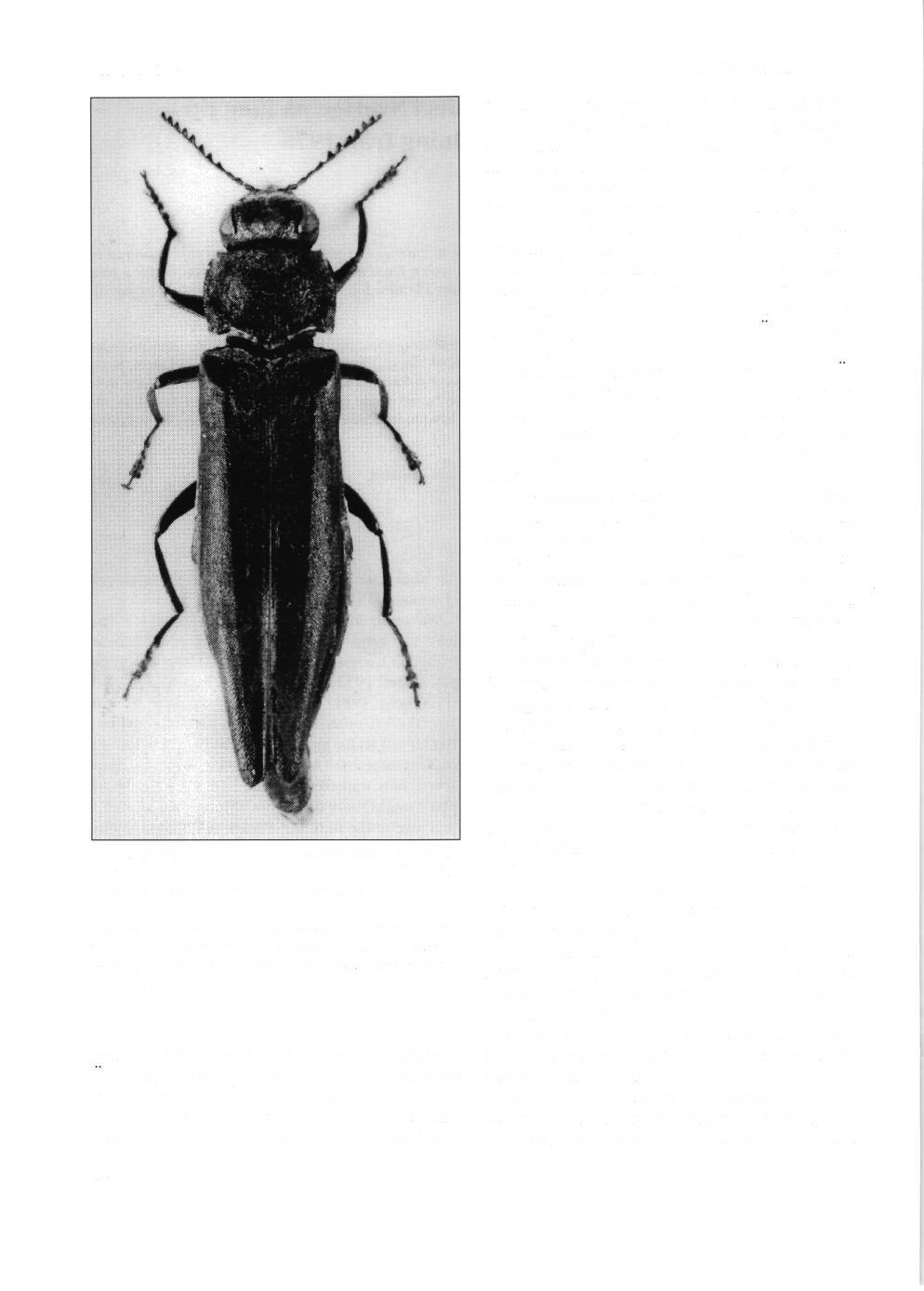 Stig Lundberg Fig. 1. Rdnnpraktbaggen, Agrilus mendax, dterfanns i Sverige och Dalarna dr 1980 - efter 63 dr. Nu ocksd uppfickt i Htilsingland. Foto: Rune AxeLsson.