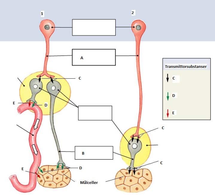 5. Figuren nedan beskriver skillnader mellan den sympatiska och den parasympatiska delen av vårt autonoma nervsystem. a) Se figuren. Ange vilken del 1 (det till vänster) resp.