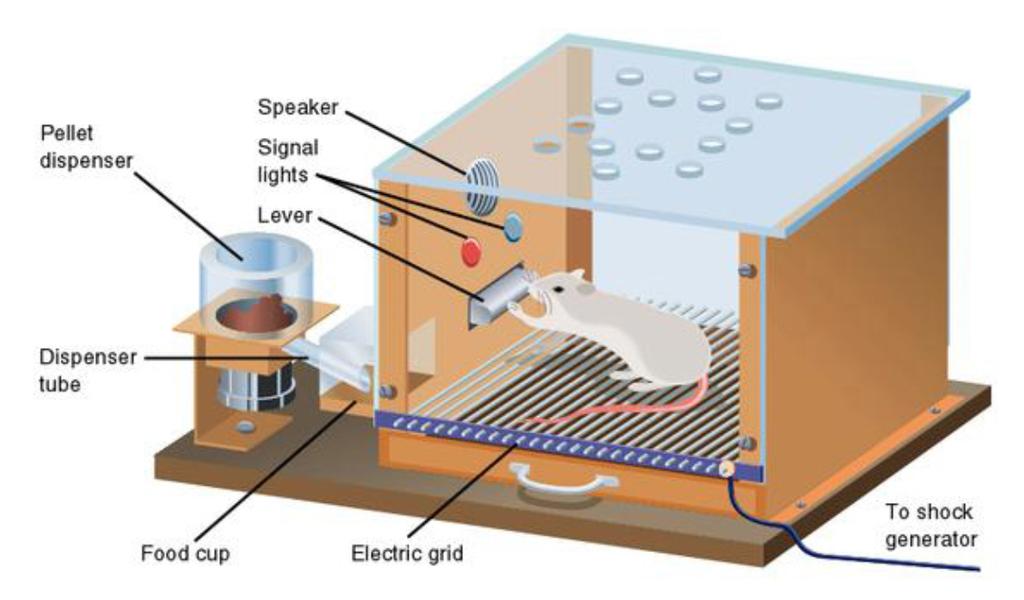 Filosofiska grundantaganden KBT Ansatser utifrån rationellt tänkande, kognitiva teorier och beteendeterapi Prekliniskt ursprung (t ex Pavlov, Skinner box) Bertrand Russell s filosofi om logisk analys