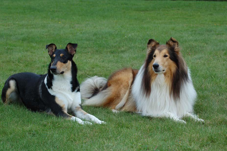 Uppföljning av RAS 2014 för kort- och långhårig collie Innehållsförteckning 1 Inledning 1 1.1 Bakgrund till dokumentet 2 1.