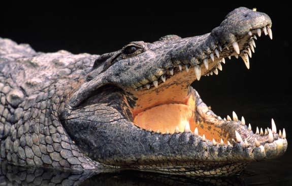 De nya krokodilerna från Macab En helt ny serie inomhusförstärkare har sett dagens ljus.