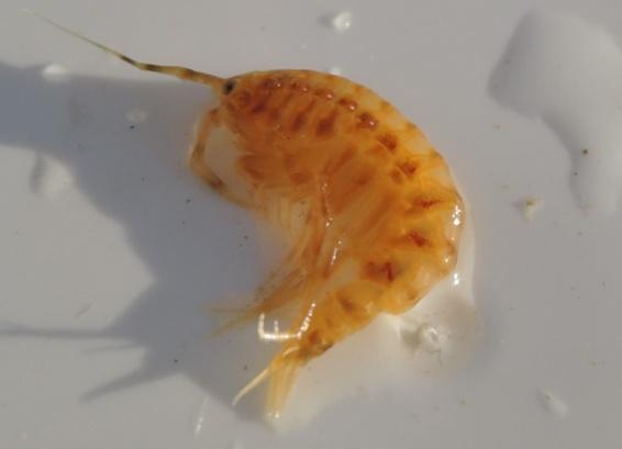 Monoporeia affinis (vitmärla) förekommer liksom föregående art både i Östersjön och i insjöar. Arten tillhör ordningen Amphipoda.