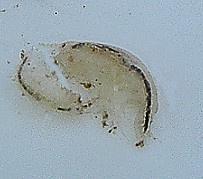 Den uppnår en längd av cirka 2,5 cm och är till viss del transparent. Denna pungräka lever intill bottenskiktet under dagtid, men lämnar bottnen under mörka nätter då den uppehåller sig i pelagialen.