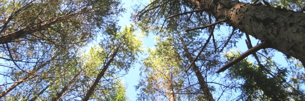 Skogsmarken uppgår enligt skogsbruksplan till 104 hektar med