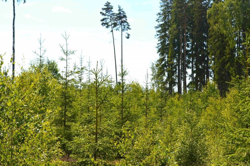 Skog och Mark Skogsmark Enligt skogsbruksplanen är den produktiva skogsarealen 22,4 ha med ett beräknat virkesförråd om 2 399 m3sk 2018. Bonitet 7,1 m3sk/ha och år.
