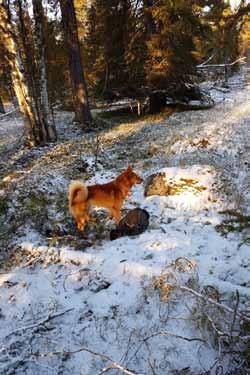 ÖVRE NORRBOTTEN Klubbmästerskap 7 8 oktober 2017 Övre Norrbotten Årets klubbmästerskap hölls i Porjus 7 8 oktober. Totalt var det sju starter fördelat på fyra hundar.