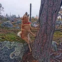 Det var också glest med fågel på provytorna, men glädjande nog hade alla hundar fågelkontakt under dagarna.