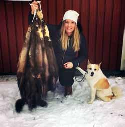 Om mårdjakt med Mats Hällström i Långsele För oss fågeljägare är mården en välbekant predator som gör stor skada och något man inte gärna vill ha på markerna.