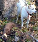 När man hör en hund skälla mård skiljer det sig skallet mot fågel och låter ungefär som ett arbete på ekorre. Själva ansmygningen i sig är rätt okomplicerad och inte lika känslig som med en fågel.