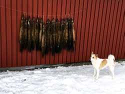 För ofta vet de att trycka och de ligger helt stilla tills man till slut får syn på dem. OK, och vad skjuter du med? Jag använder alltid granna hagel, oftast femmor, som inte sliter sönder skinnet.