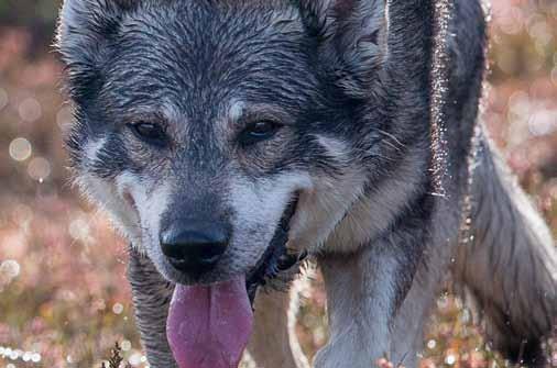 Tekniken innebär att det inte finns några begränsningar i avstånd mellan dig och hunden eller i vad du kan göra. Som jaktkamrat kan du följa jakten på samma sätt som hundförarna.