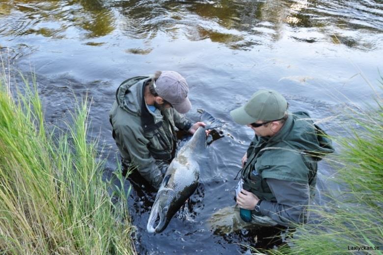 Höstfiske på Härnäs, 2 nätter Den övre delen av Mörrumsån rinner genom en sprickdal och ett vilt naturreservat.