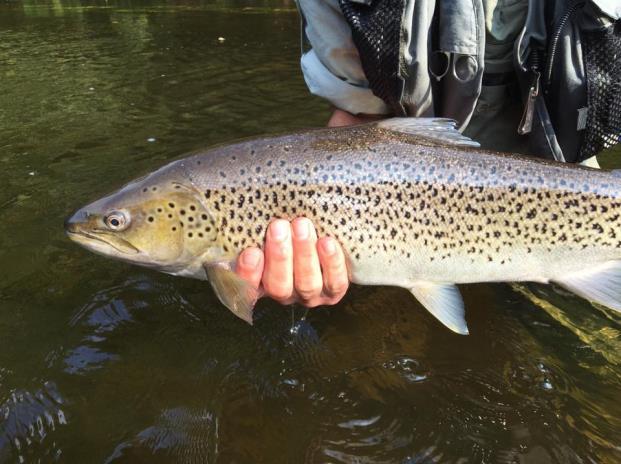 Fredagen 14/9 Efter frukost delar vi gruppen i två som turas om att fiska övre och nedre delen av Härnäs. Vi tar lunchen utomhus och byter därefter fiskeplats. 2 guider finns med under dagen.