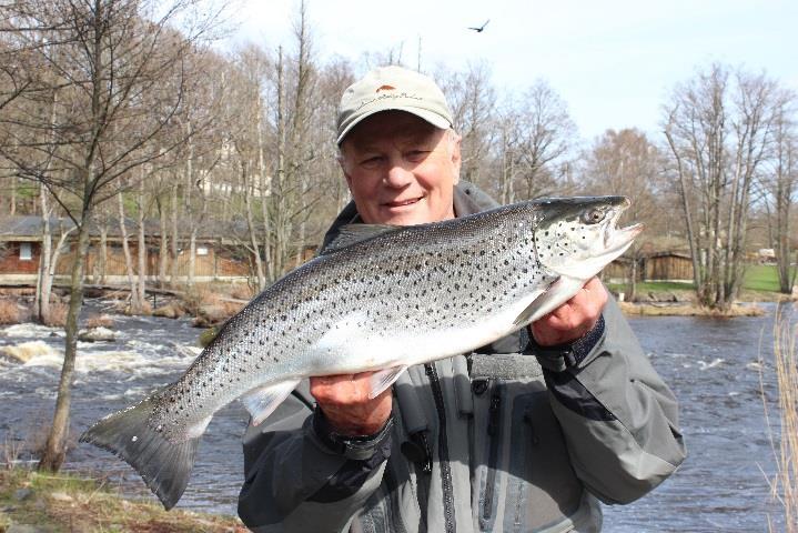 Vid lunch träffas vi på restaurang Kronolaxen för fångstrapport och utbyte av erfarenheter och på eftermiddagen fiskar vi vidare på pool 25-32. Fisket avslutas denna dag kl.