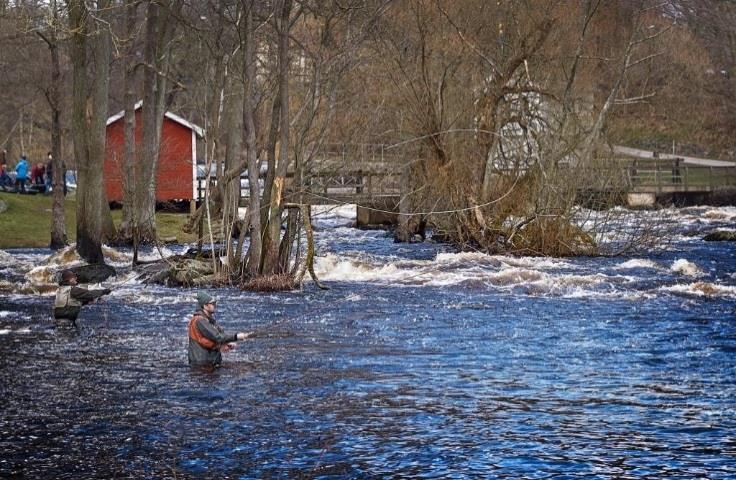 Denna dag har deltagarna ett exklusivt fiskekort som ger tillgång till alla våra fiskesträckor (fritt val av fiskeplatser).