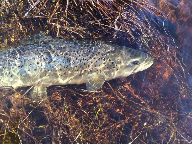 Våröring i Mörrumsån, 2 nätter I mitten av april värmer vårsolen både luft och vatten, vitsipporna blommar utmed ån och öringen förbereder sig för återvandring till havet.